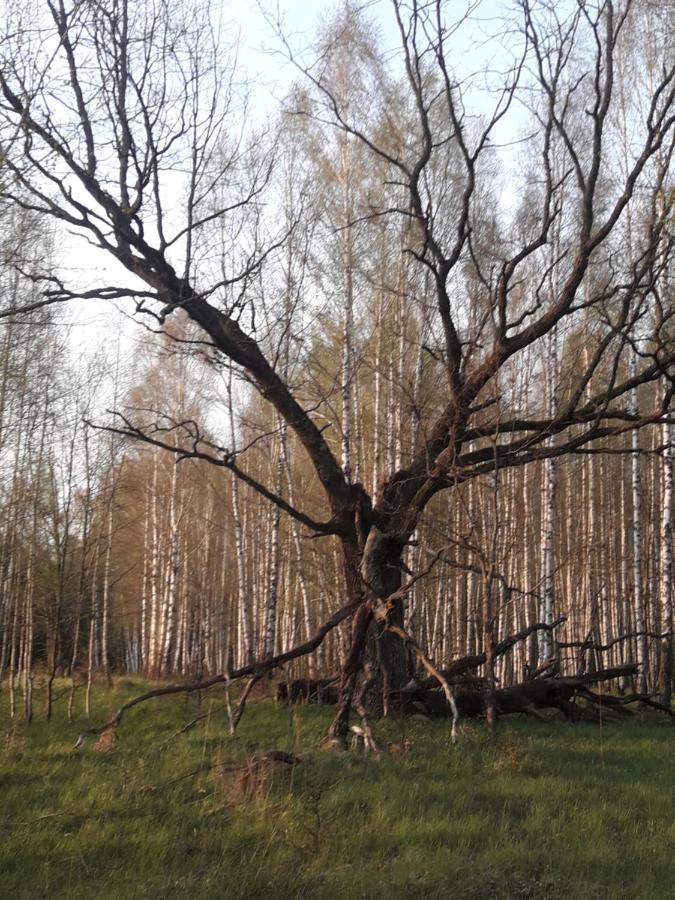 In Nature Bialowieza Exterior photo